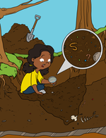 Soil Biodiversity Collection