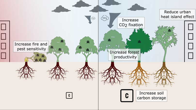Diverse forests are cool: Promoting diverse forests to mitigate carbon emissions and climate change
