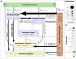 Tree diversity and soil chemical properties drive the linkages between soil microbial community and ecosystem functioning