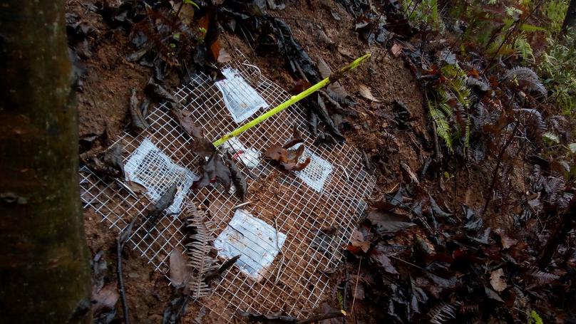 Tree diversity effects on litter decomposition are mediated by litterfall and microbial processes