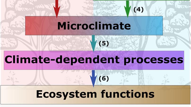 Microclimate modulation: An overlooked mechanism influencing the impact of plant diversity on ecosystem functioning
