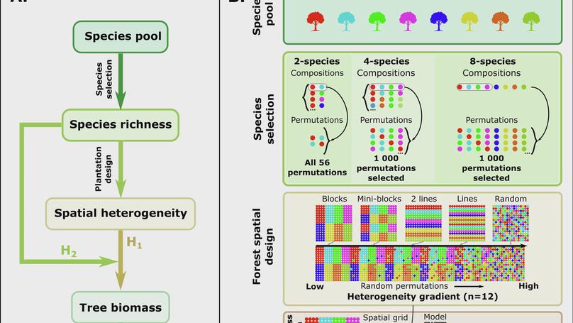 Improving forest ecosystem functions by optimizing tree species spatial arrangement