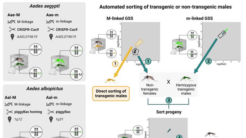 Combining two genetic sexing strains allows sorting of non-transgenic males for Aedes genetic control
