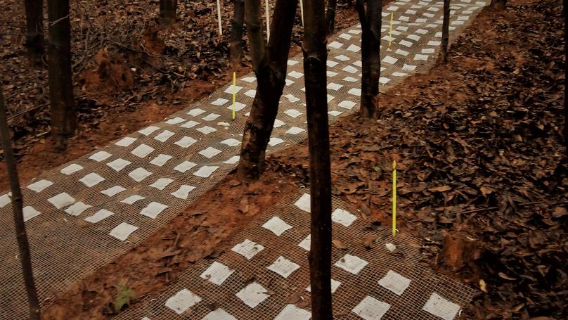Ph.D. thesis: From trees to soil: microbial and spatial mediation of tree diversity effects on carbon cycling in subtropical Chinese forests
