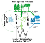 Tree Diversity Increases Forest Temperature Buffering via Enhancing Canopy Density and Structural Diversity