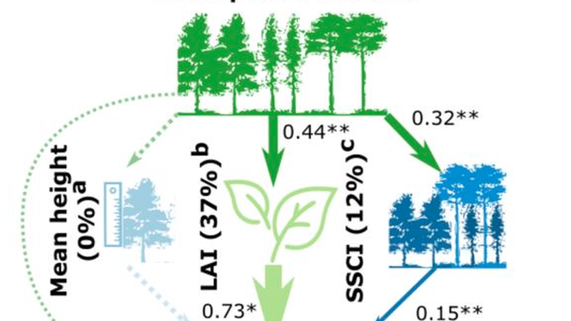 Tree Diversity Increases Forest Temperature Buffering via Enhancing Canopy Density and Structural Diversity